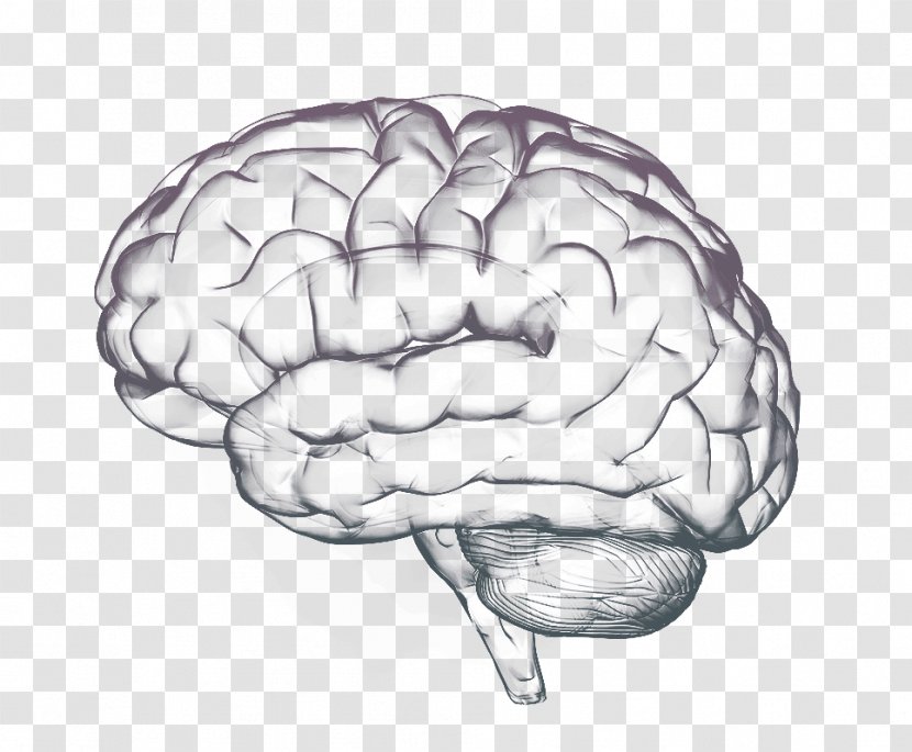 Thought Human Brain Cognition Science - Frame - Watercolor Transparent PNG