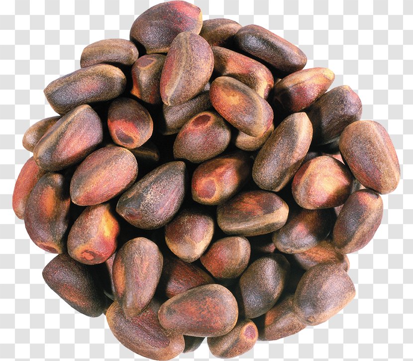 Pine Nut Nuts Peanut Galipot - Conifer Cone - Oil Transparent PNG