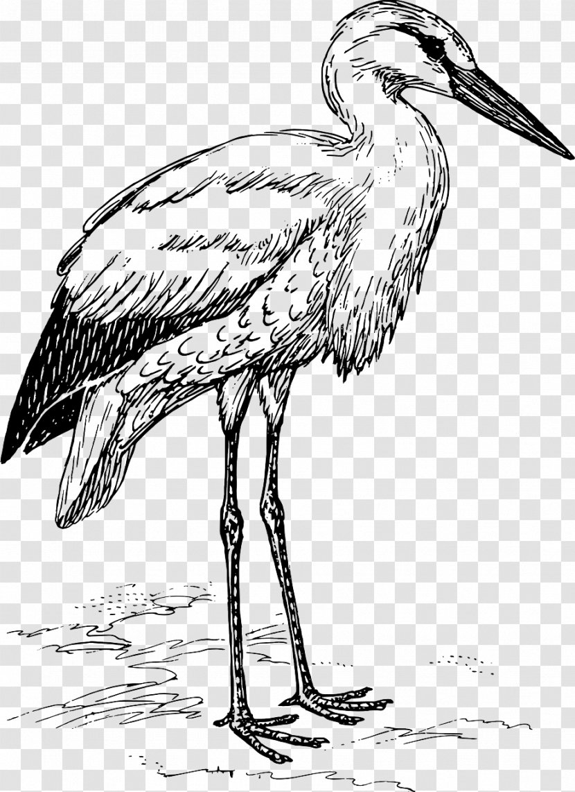 White Stork Bird Clip Art Transparent PNG