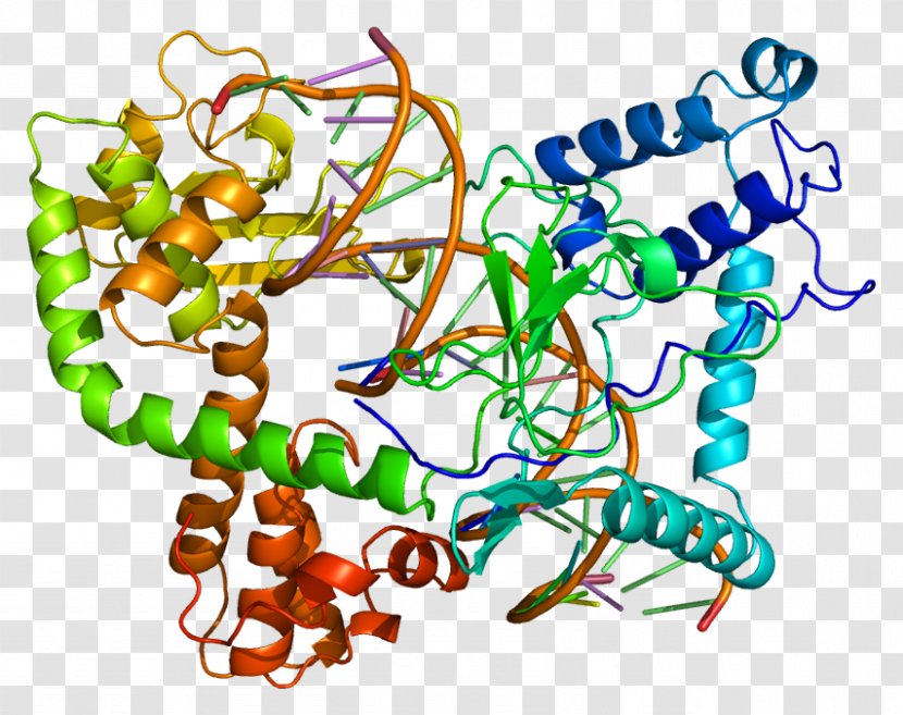 Type I Topoisomerase TOP1 Gene Protein - Artwork - Programmed Cell Death 1 Transparent PNG