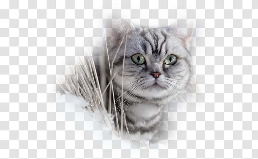 American Shorthair Kitten Whiskers European Wirehair Transparent PNG