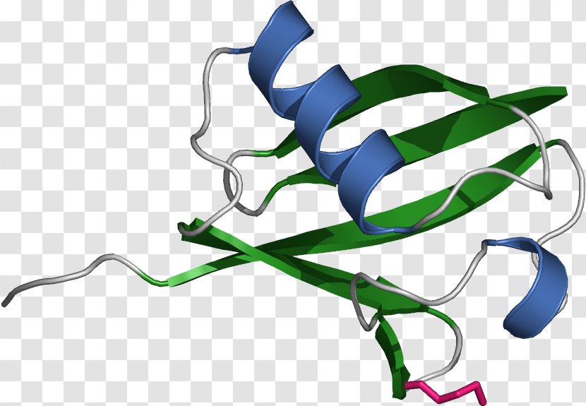 Ubiquitination Protein Histone Proteasome - H2a - E Coli Cartoon Transparent PNG