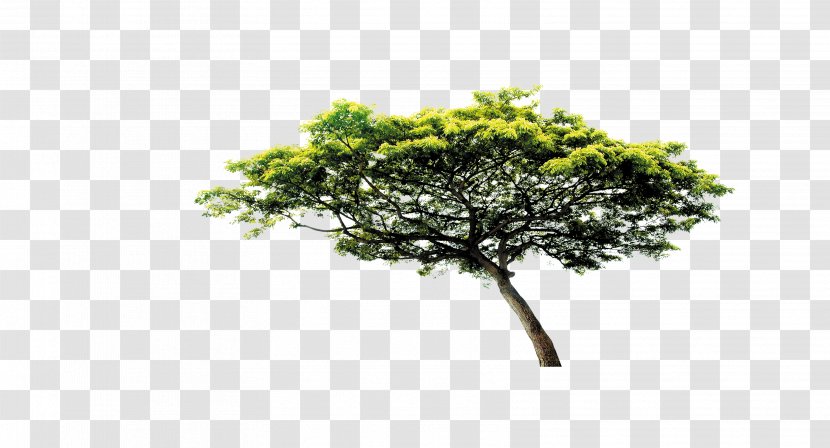 Download Tree - Adobe After Effects - Pine Transparent PNG