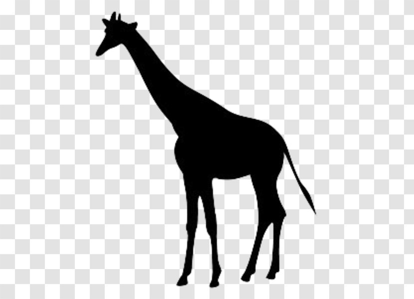 Giraffe Clip Art Mane Silhouette Vector Graphics - Neck Transparent PNG