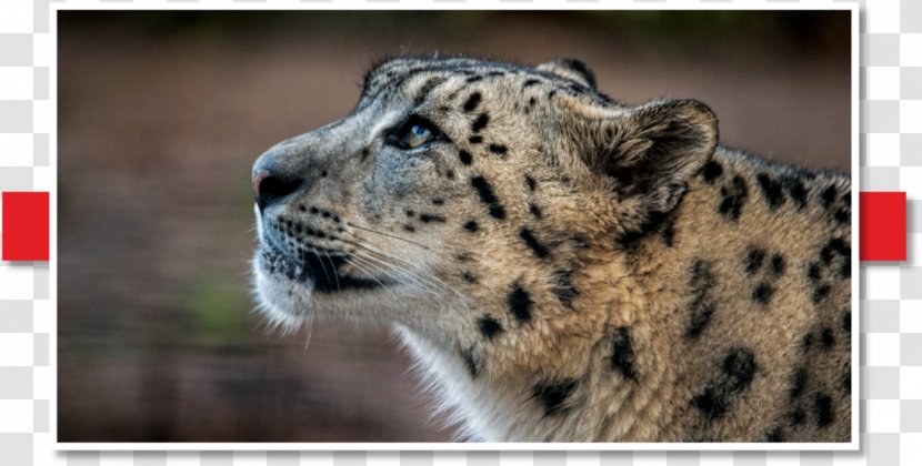 Snow Leopard Whiskers Animal Wildlife - Big Cats - New Silk Road Transparent PNG