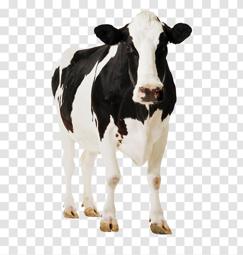 Holstein Friesian Cattle Standee Poster Dairy Farming - Material Transparent PNG