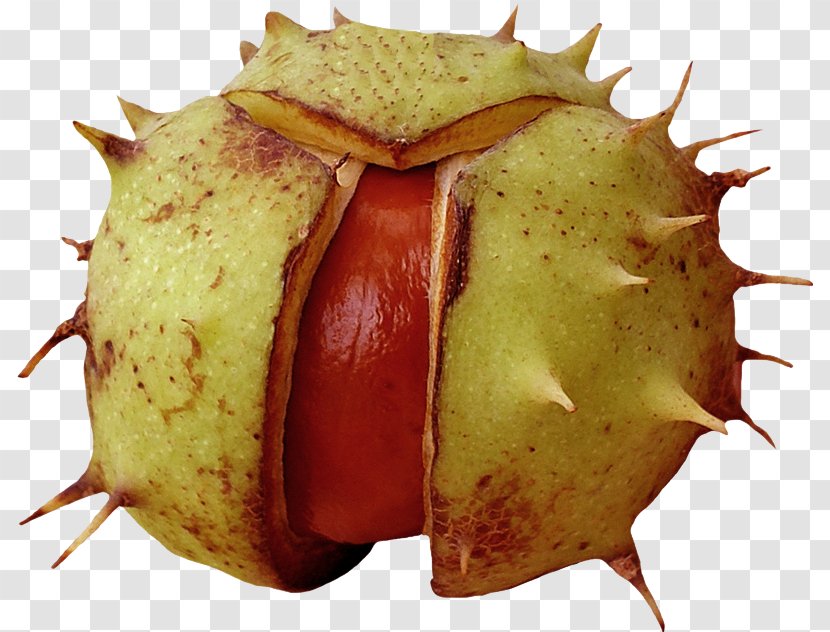 Fruit - Chestnut Transparent PNG