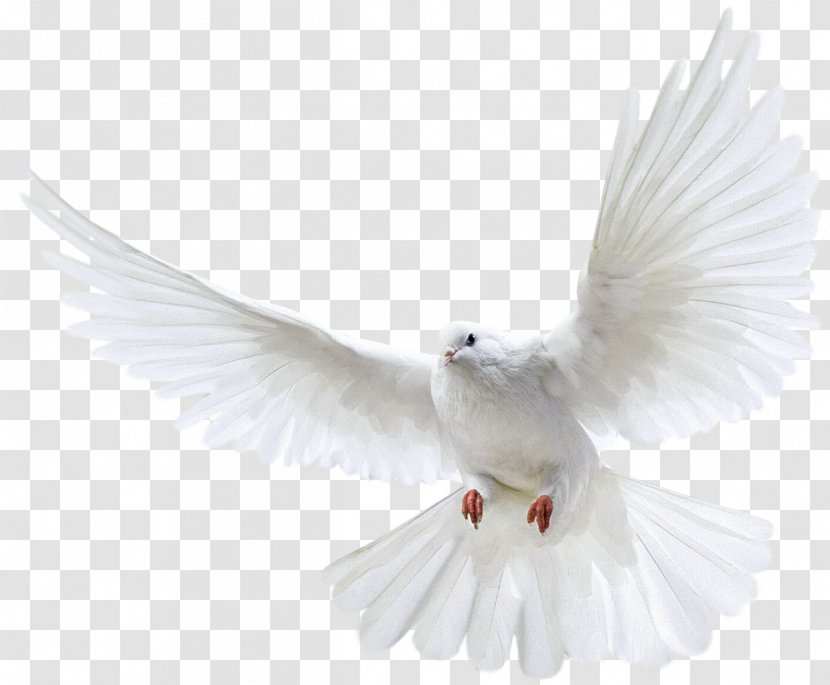 Pigeons And Doves Homing Pigeon Bird Flight - Domestic Transparent PNG