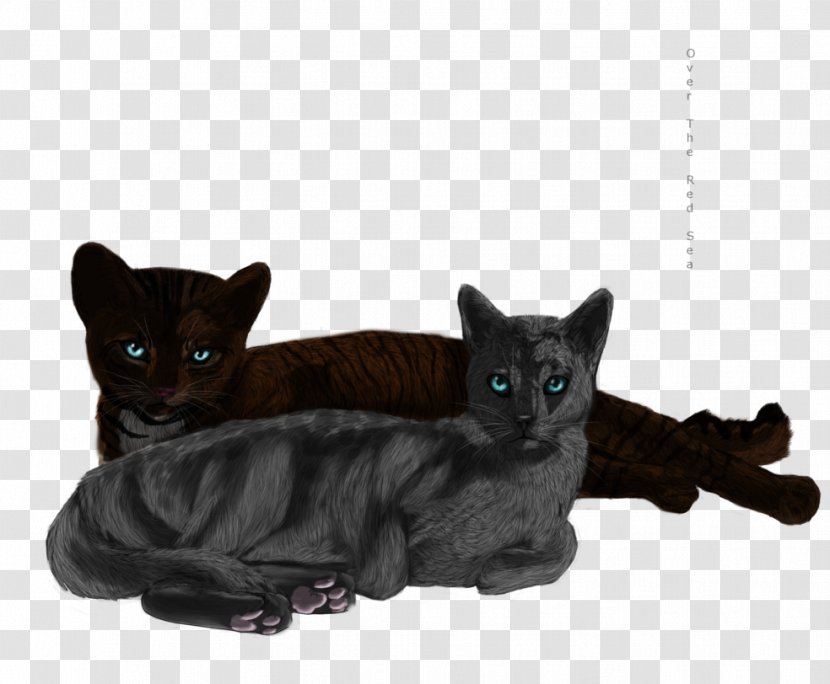 Black Cat Bombay Korat Domestic Short-haired Whiskers - Deviantart Sparta Transparent PNG