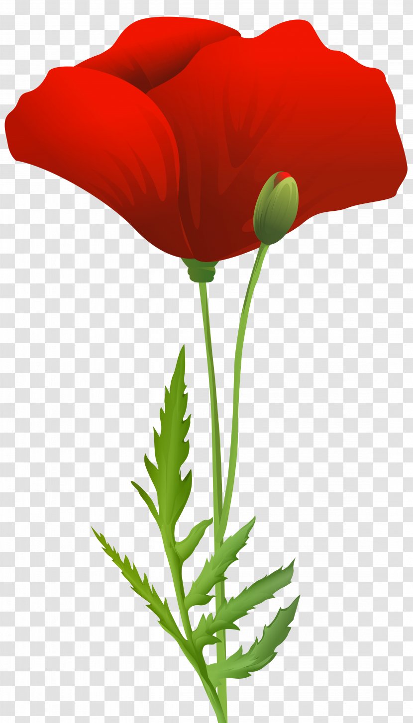 Flower Red Coquelicot Plant Corn Poppy - Family Transparent PNG