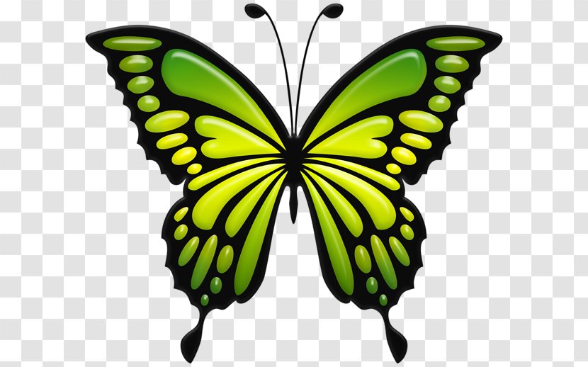 Monarch Butterfly Clip Art Image - Symmetry - Names Of Green Butterflies Transparent PNG