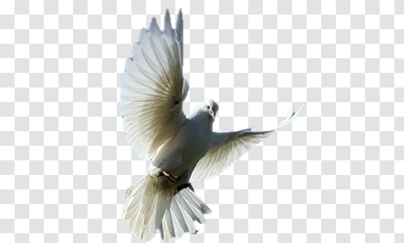 Fantail Pigeon Columbidae Bird Fancy - Wildlife - Pictures Transparent PNG