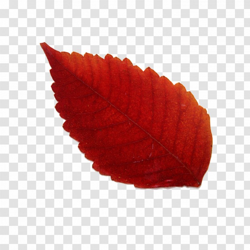 Maple Leaf Red Yellow - Deciduous Transparent PNG