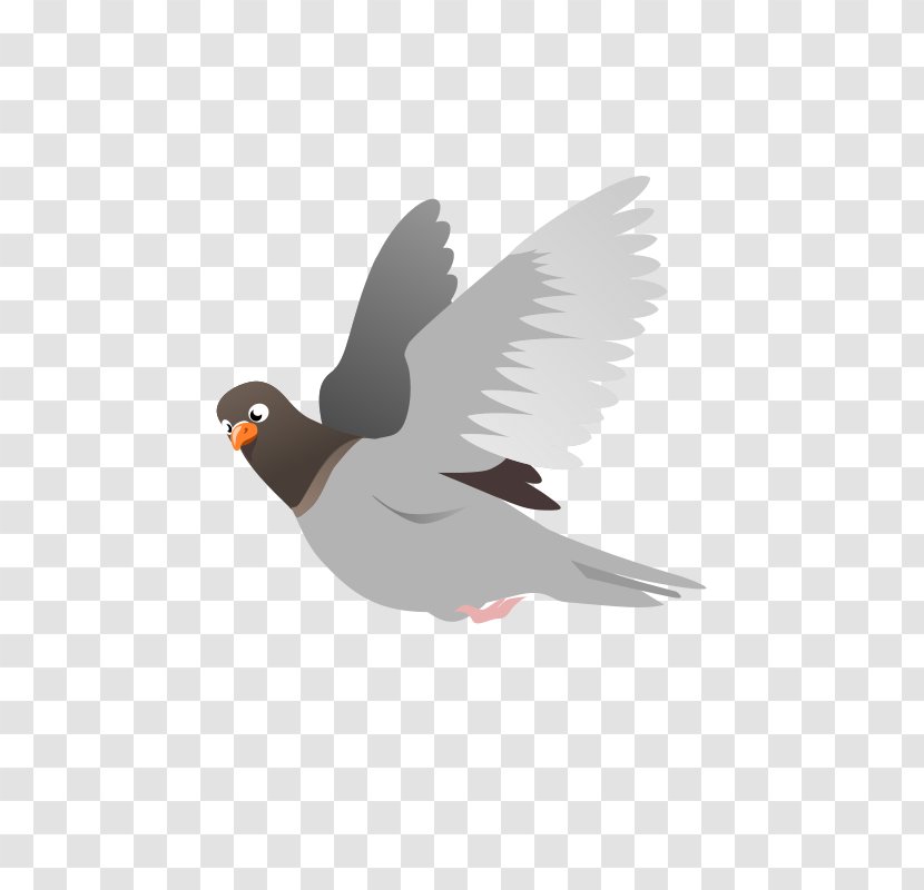 Domestic Pigeon Columbidae Flight Squab Clip Art - Beak - Gray Transparent PNG