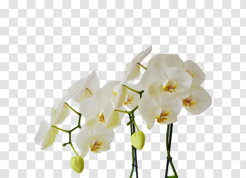 Moth Orchids Cut Flowers White Light - Plant Transparent PNG
