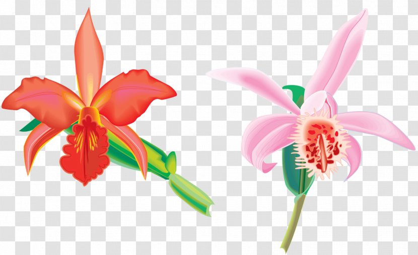 Animation Drawing Clip Art - Flora - Jasmine Flower Transparent PNG