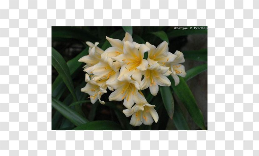 Narcissus Canna Dendrobium Herbaceous Plant - Family - World Wide Web Transparent PNG