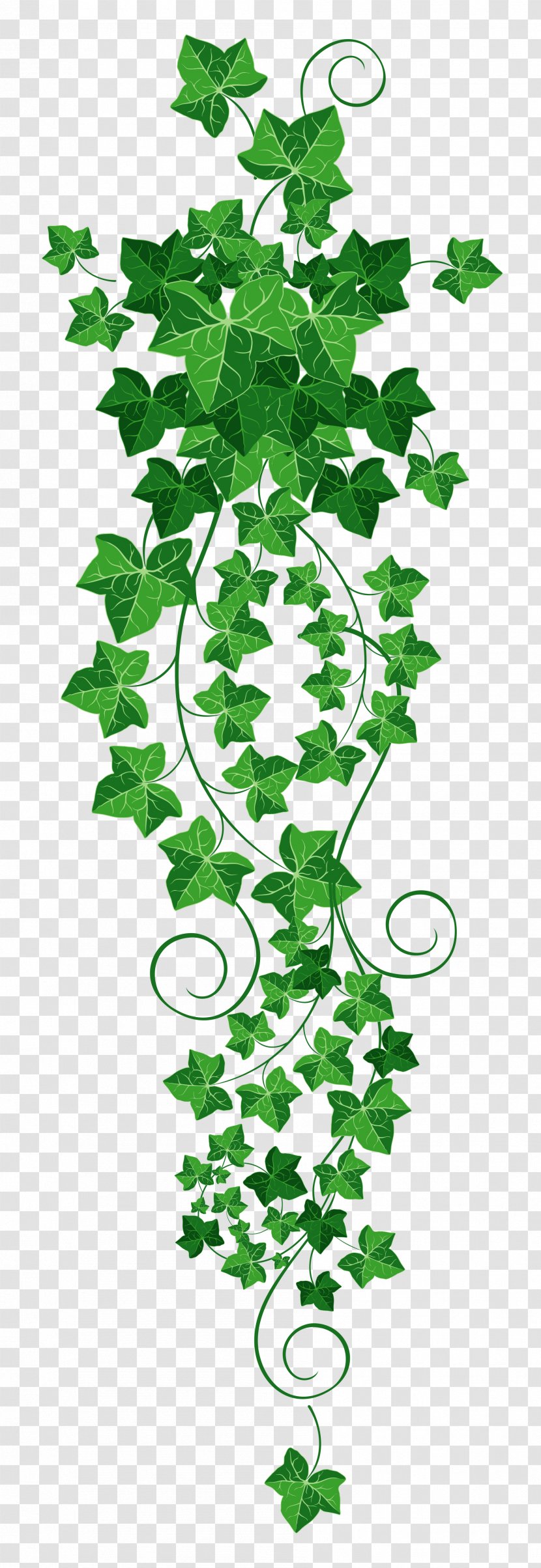 Common Ivy Vine Clip Art - Green - Cliparts Transparent Transparent PNG