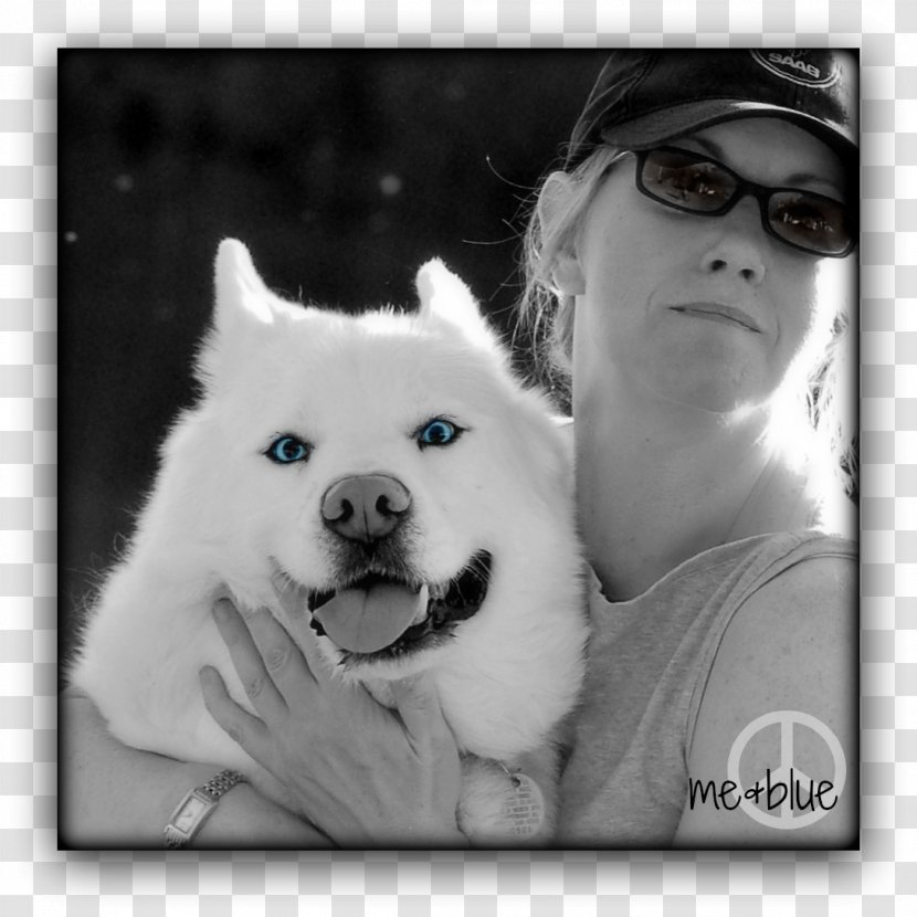 Sakhalin Husky American Eskimo Dog Siberian Canadian Samoyed - Black And White - Blue Wolf Head Transparent PNG