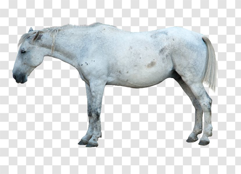 Mustang Stallion Mane Pony - Livestock - White Horse Transparent PNG