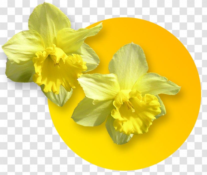 Daffodil Clip Art Narcissus Drawing - Sea - White Background Transparent PNG