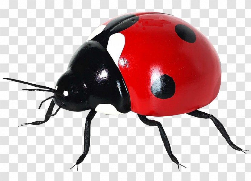 Coccinella Septempunctata Insect Icon - World Wide Web - Ladybug Transparent PNG