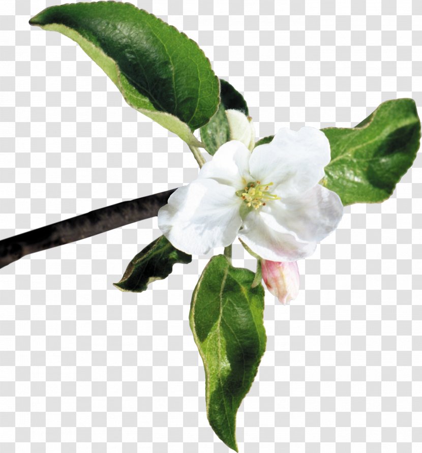 Cut Flowers Apples Blossom - White - Peach Branches Transparent PNG