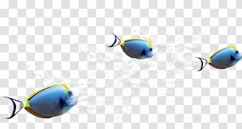 Desktop Wallpaper Fish Download Clip Art - Tropical Transparent PNG