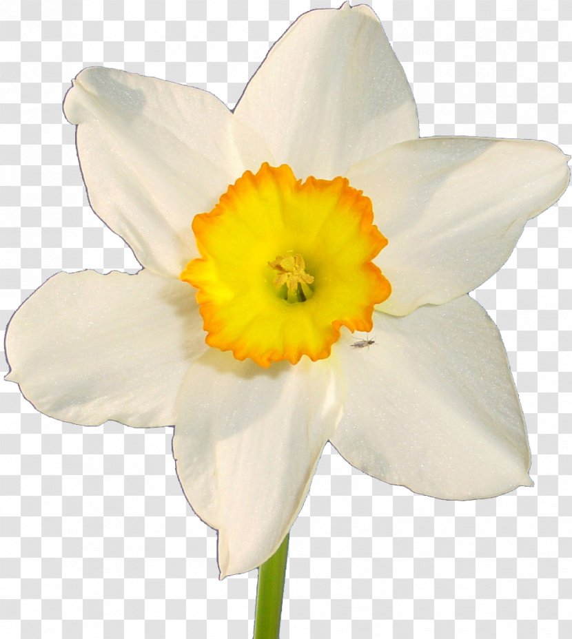Flower Daffodil Kartka Desktop Wallpaper Photography - Bouquet - Narcissus Transparent PNG