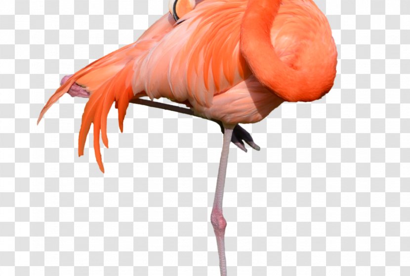 Clip Art Transparency Flamingo Vector Graphics - Bird - Lorax Face Transparent PNG