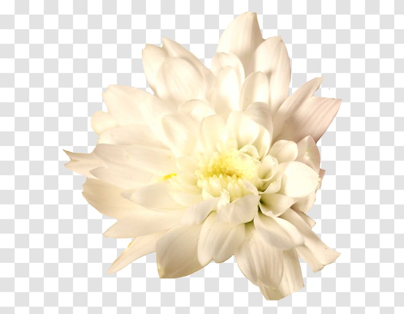 Cut Flowers Chrysanthemum Floristry Dahlia - Daisy Family - Monstera Transparent PNG