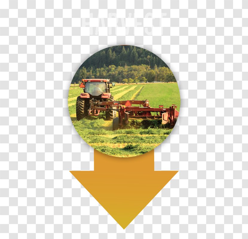 Agriculture EIMA INTERNATIONAL Organic Farming Tractor Alfalfa - Insurance - Rich Yield Transparent PNG