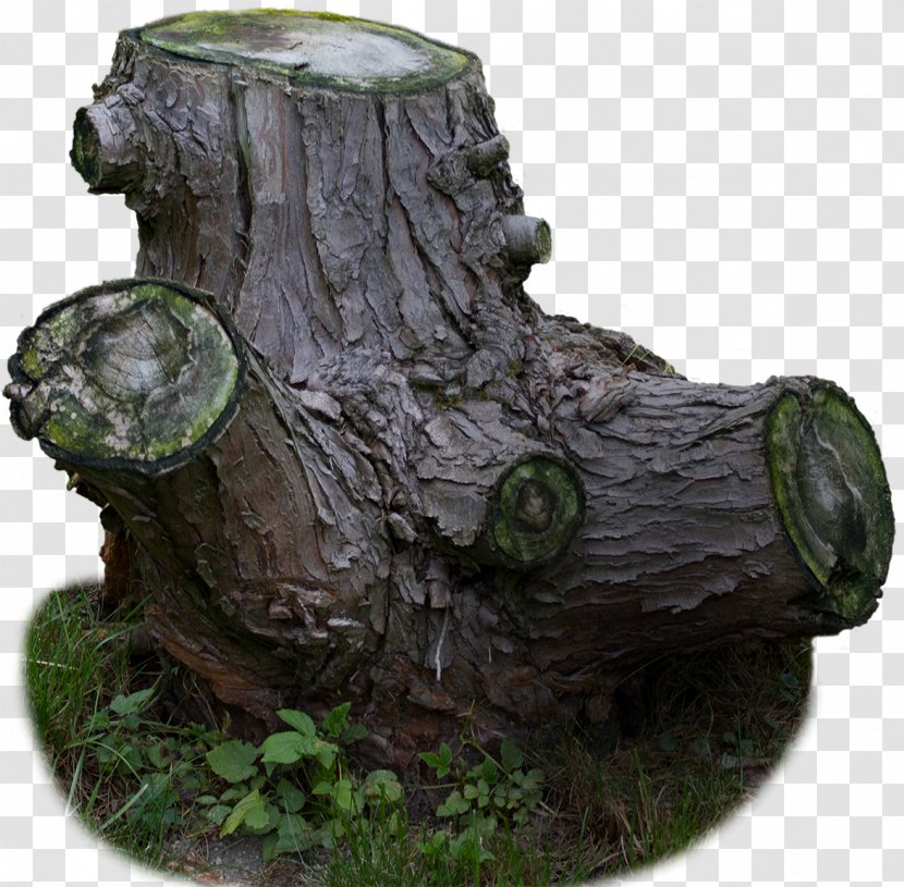 Trunk Tree Stump - Old In-kind Material Transparent PNG