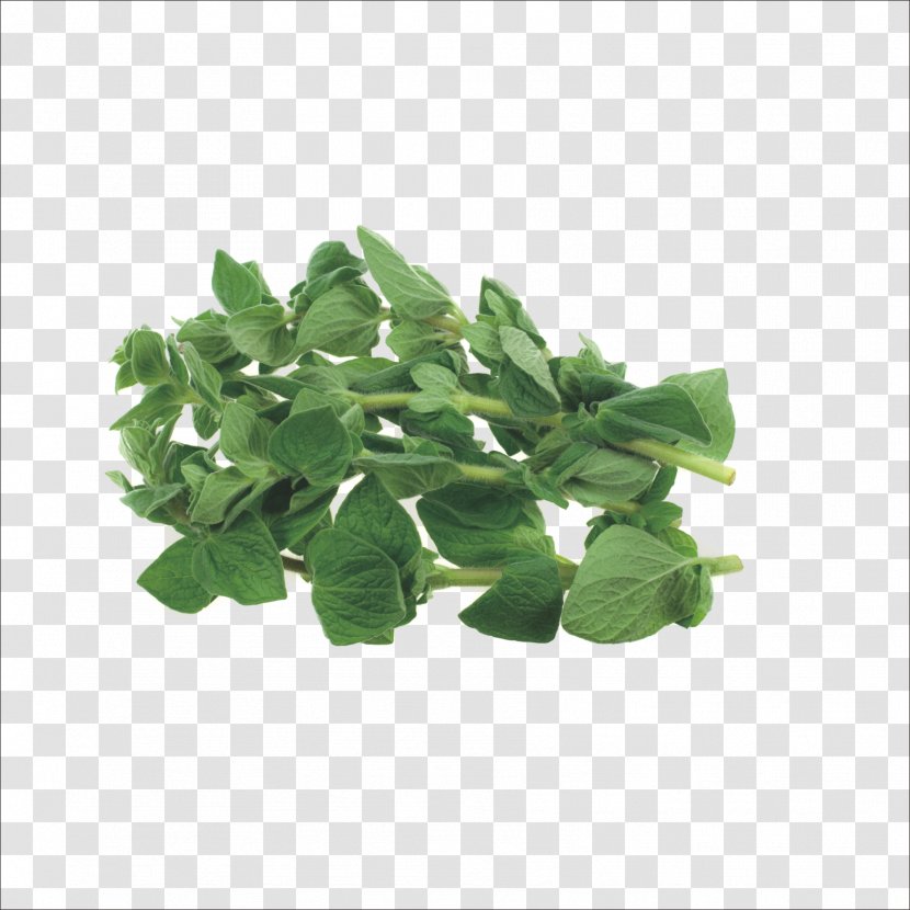 Herb Stock Photography Oregano Marjoram Thyme - Plant - Herbs Transparent PNG