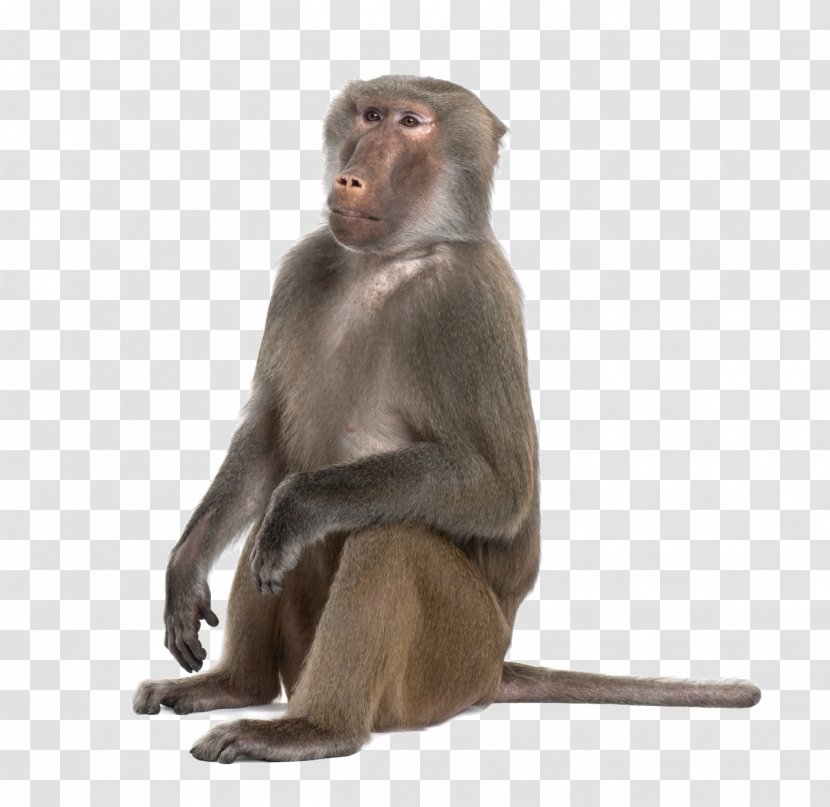 Mandrill Hamadryas Baboon Primate Ape Monkey - Olive - Clipart Transparent PNG