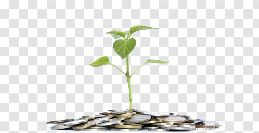 School Student - Education - Houseplant Money Transparent PNG