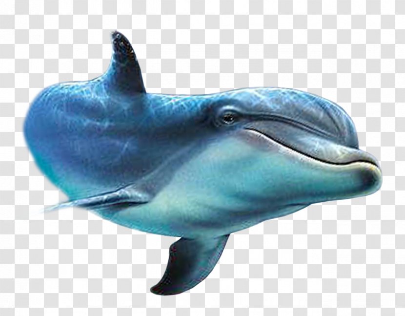 Dolphin Painted Fish Clip Art - Tucuxi Transparent PNG