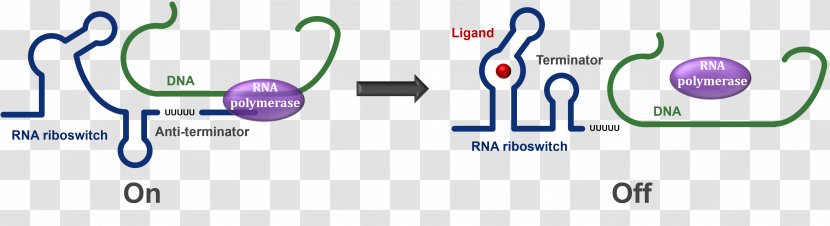 Terminator RNA Antitermination DNA Transcriptional Regulation - Heart Transparent PNG