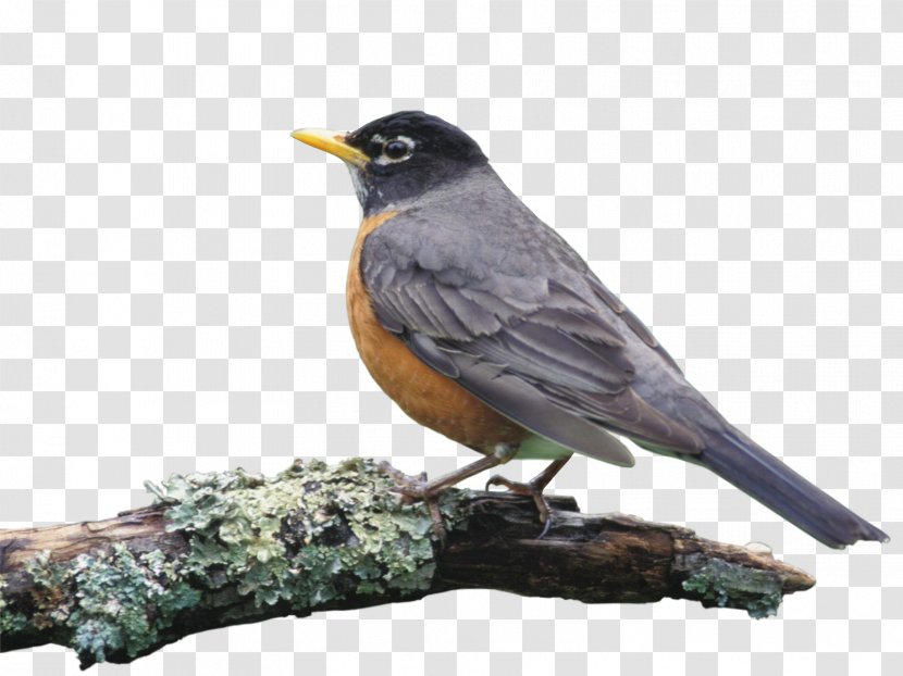 Bird European Robin Old World Flycatcher American Sparrows Finch - Animal - Birds Transparent PNG