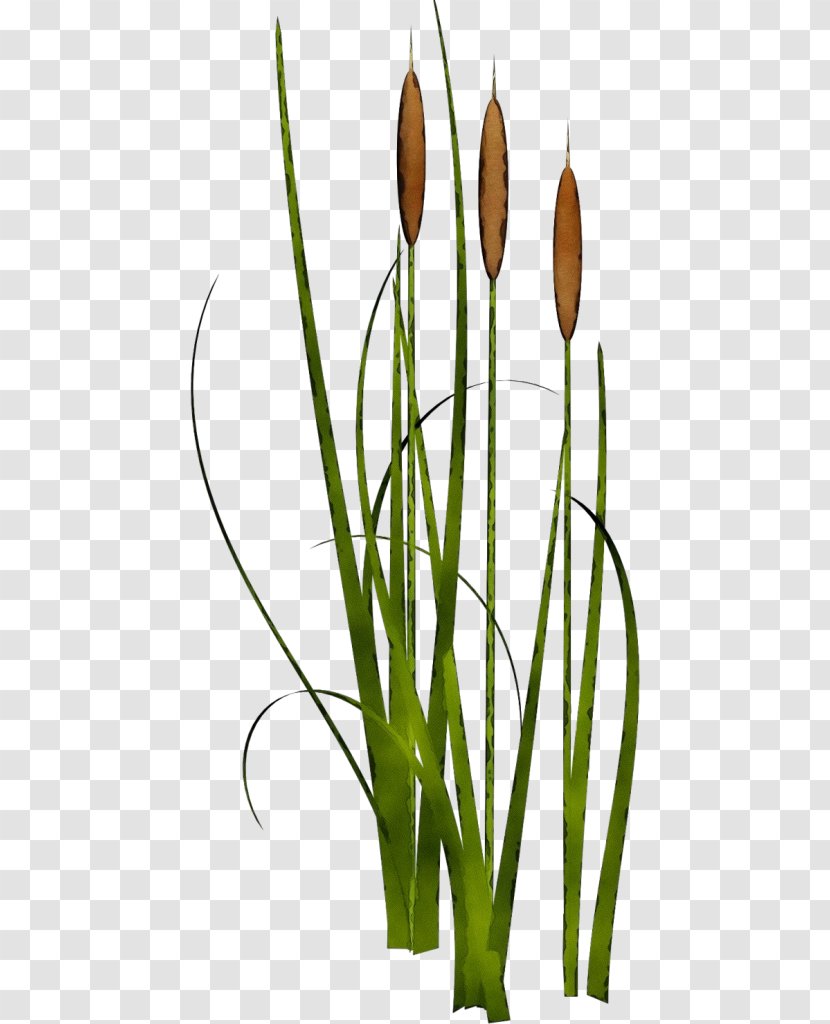 Plant Bulrush Flower Soft Flag Grass Family - Tulip Transparent PNG