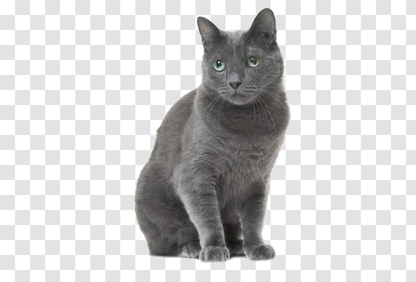 Russian Blue American Shorthair British Tabby Cat Stock Photography - Bombay Transparent PNG