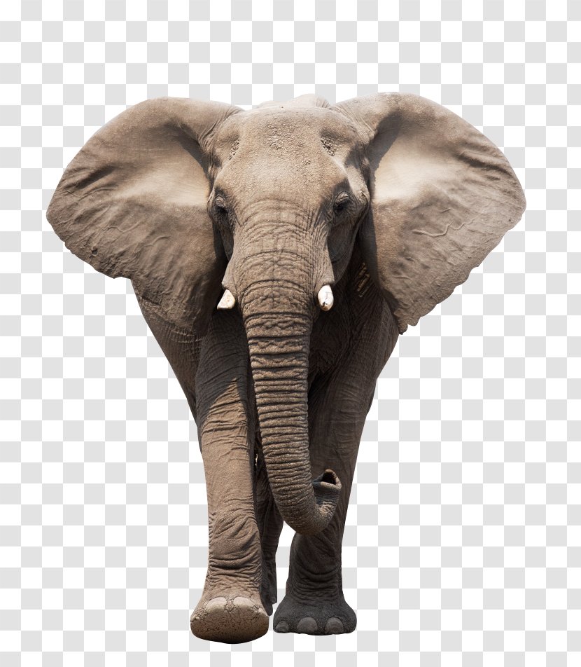 African Elephant Indian World Day Clip Art - Photography - Walking Transparent PNG