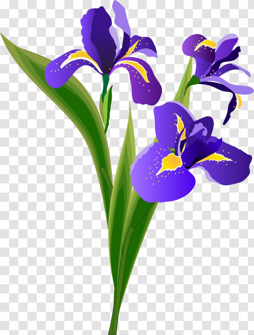 Flower Irises - Seed Plant - Iris Transparent PNG