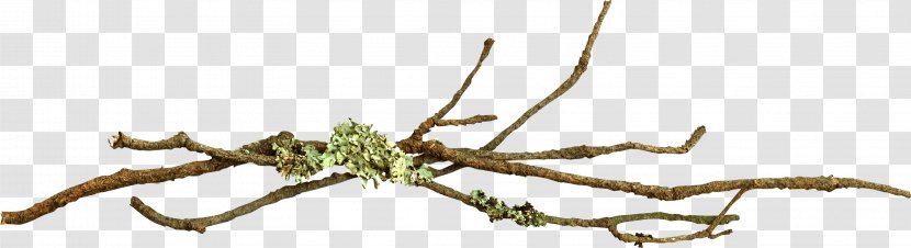 Branch Tree Maple Leaf Twig - Organism - Eucalyptus Transparent PNG
