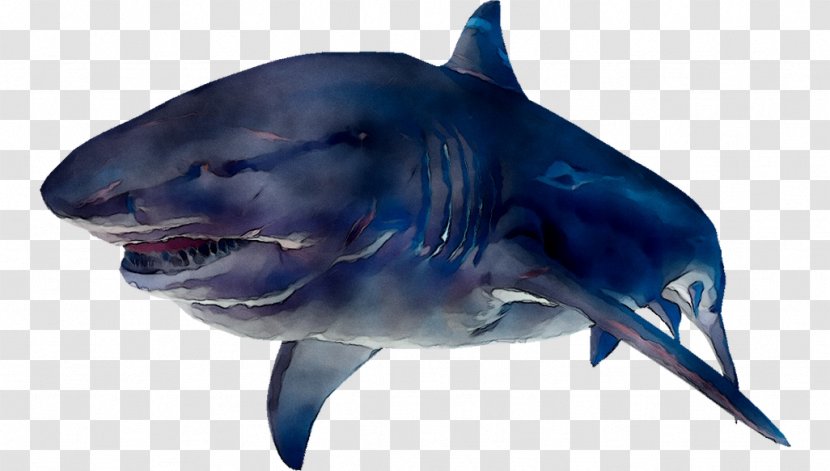 Great White Shark Tiger Mackerel Sharks Requiem - Fauna - Snout Transparent PNG