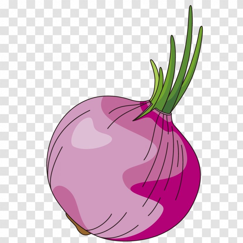 Vector Graphics Illustration Food Vegetable Onion - Stock Photography Transparent PNG