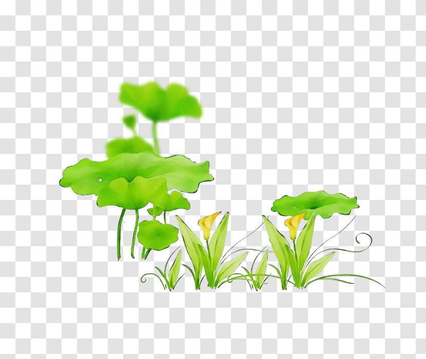 Bubble Tea Green Image - Grass - Plant Transparent PNG