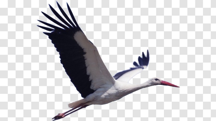 White Stork Bird Pixabay Animal Migration - Wood - Crane Transparent PNG