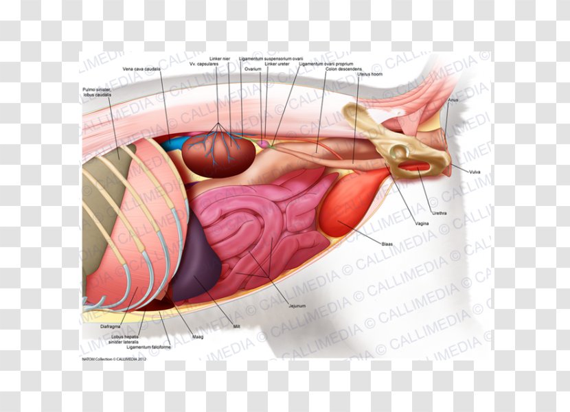Abdomen Muscle Human Anatomy Body - Frame Transparent PNG