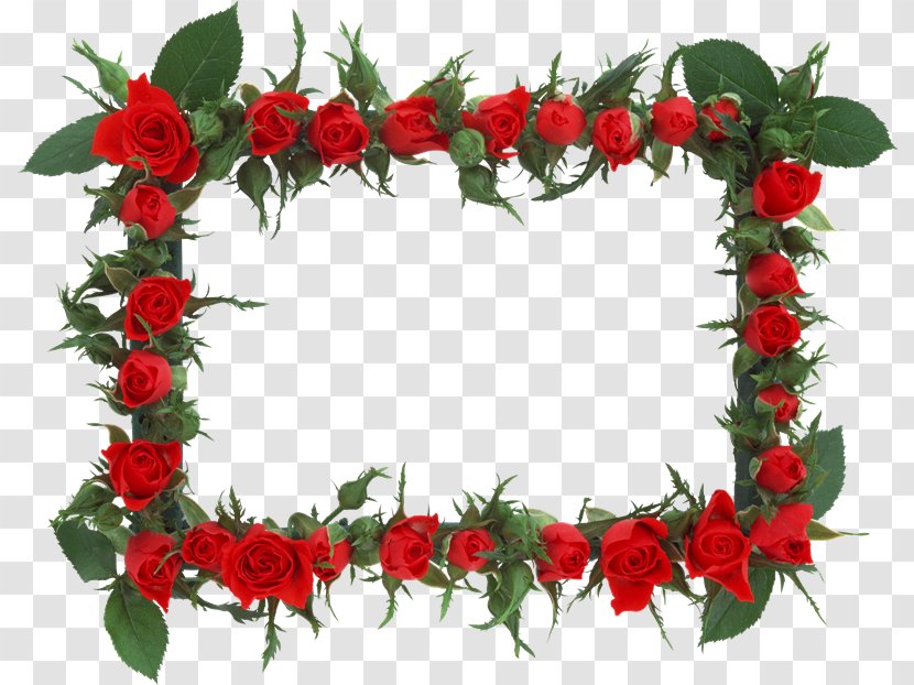 Rose Picture Frames Photography - Petal - Minnesota Transparent PNG